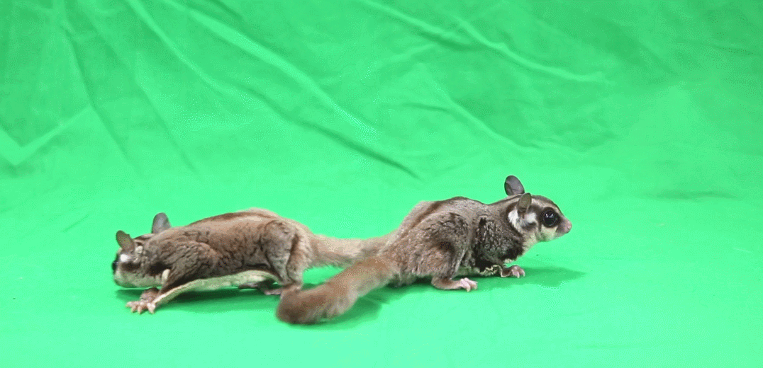 c8ac8d594656f415549e6391fcb8a53e_1584348612_7.gif