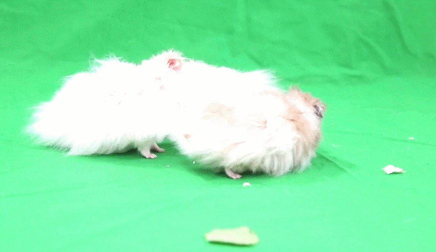 c8ac8d594656f415549e6391fcb8a53e_1584348700_61.gif